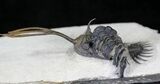 Trident Walliserops Trilobite With Phacops #23861-2